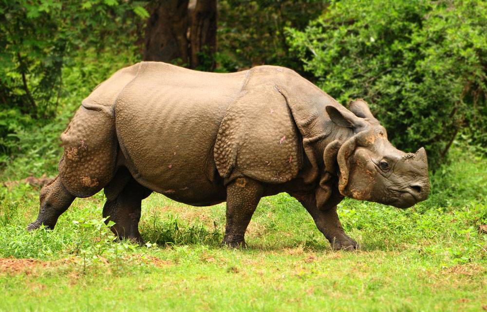 Assam Kaziranga One-Horned Rhino & Brahmaputra Cruise