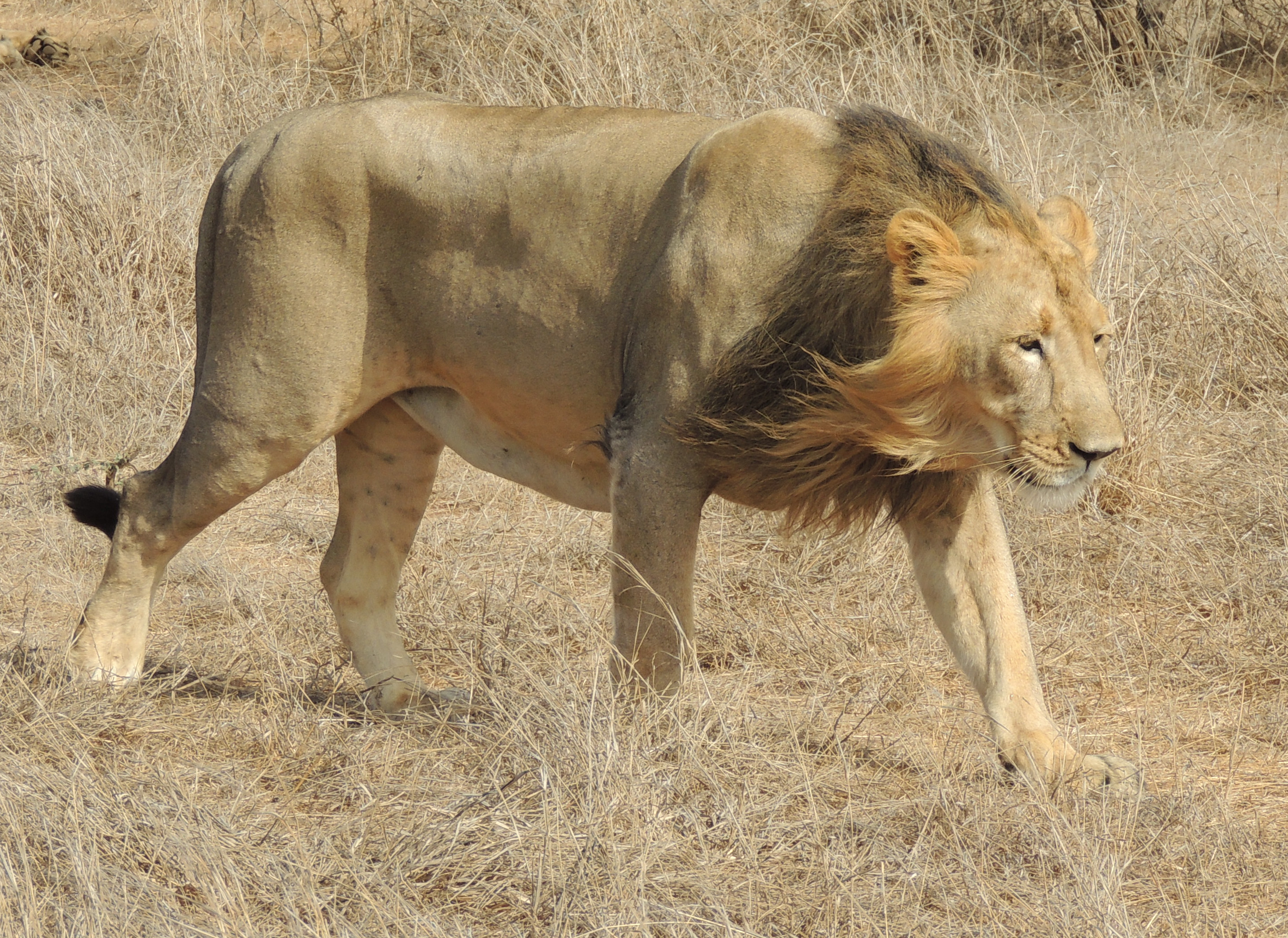 Gir National Park Asiatic Lion Safari & Diu