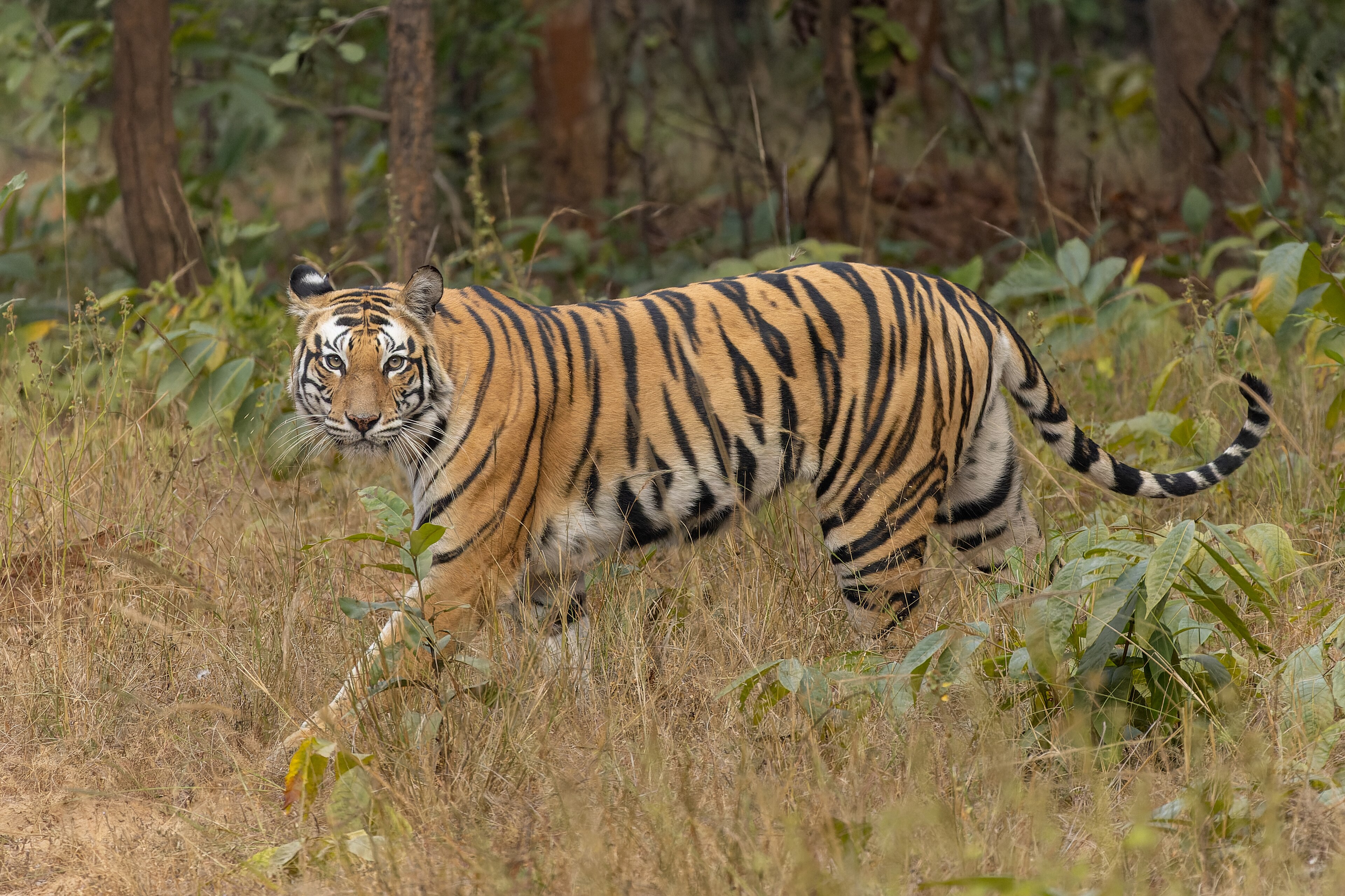 Ranthambore Tiger Safari & Wildlife Expedition